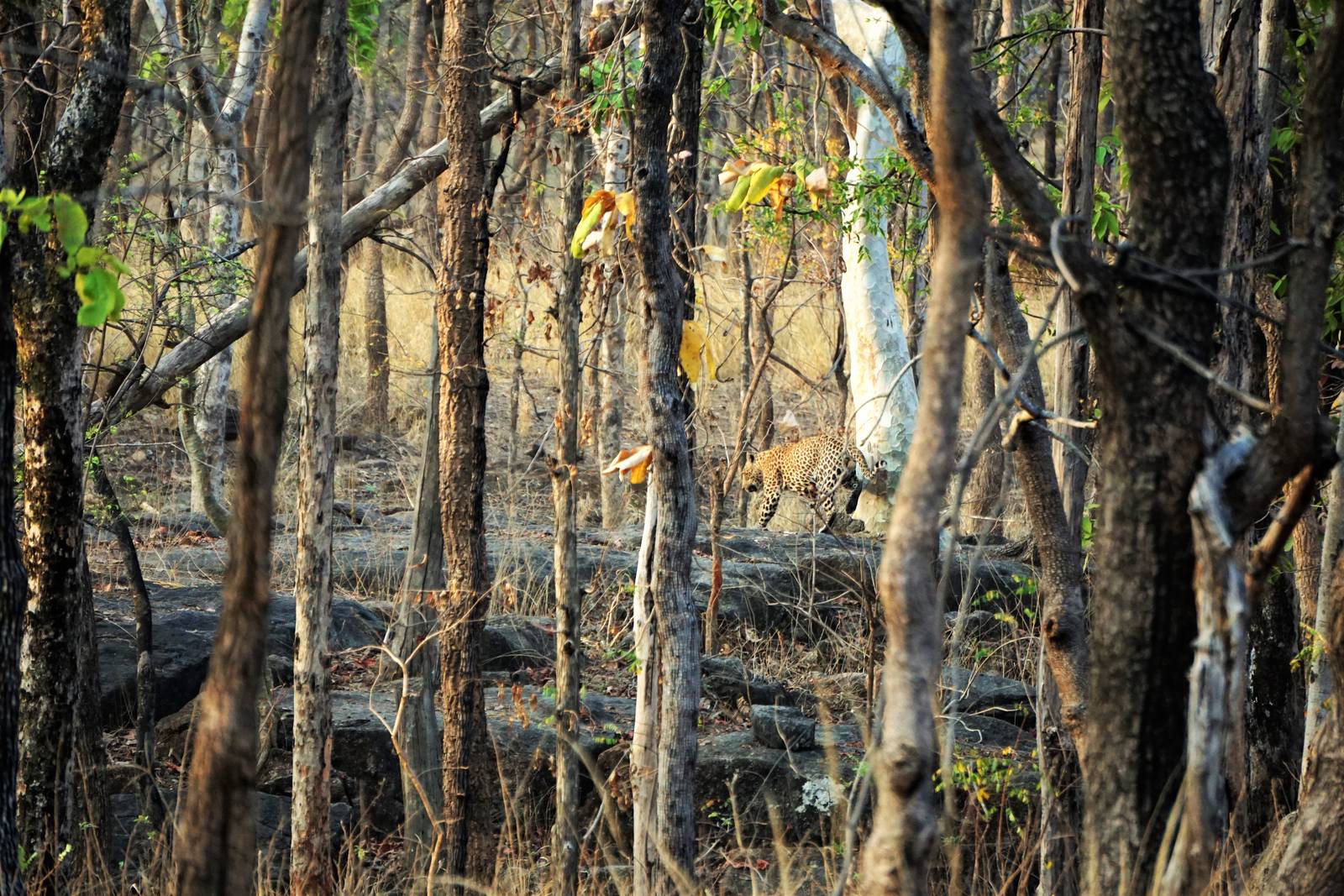 Panthera pardus fusca