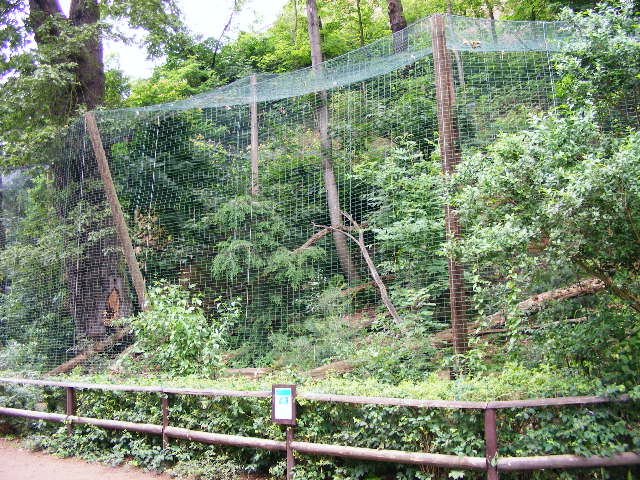 Panthera pardus japonensis exhibit