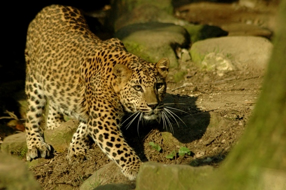 Panthera pardus kotiya - Sri lanka Leopard (Burgers Zoo)
