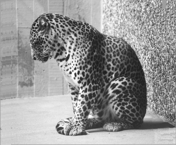 Panthera pardus melas, Wurpetal Zoo, 2000