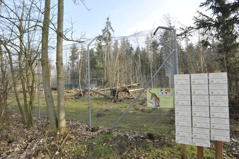 Panthera pardus orientalis enclosure