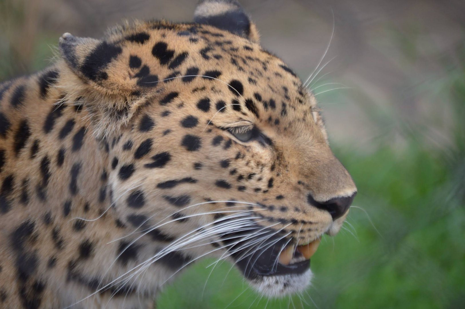 Panthera pardus orientalis portrait