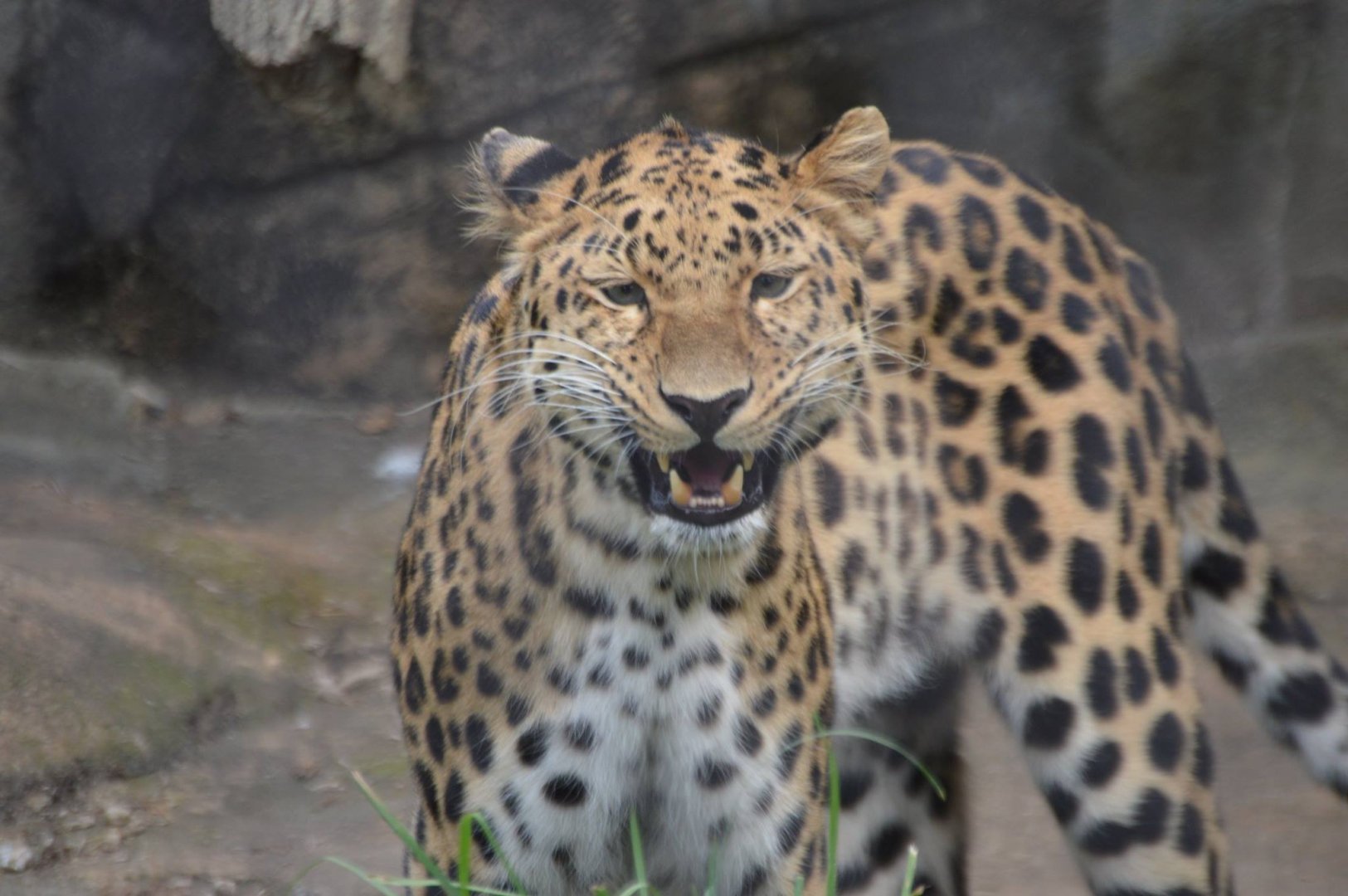 Panthera pardus orientalis smiling