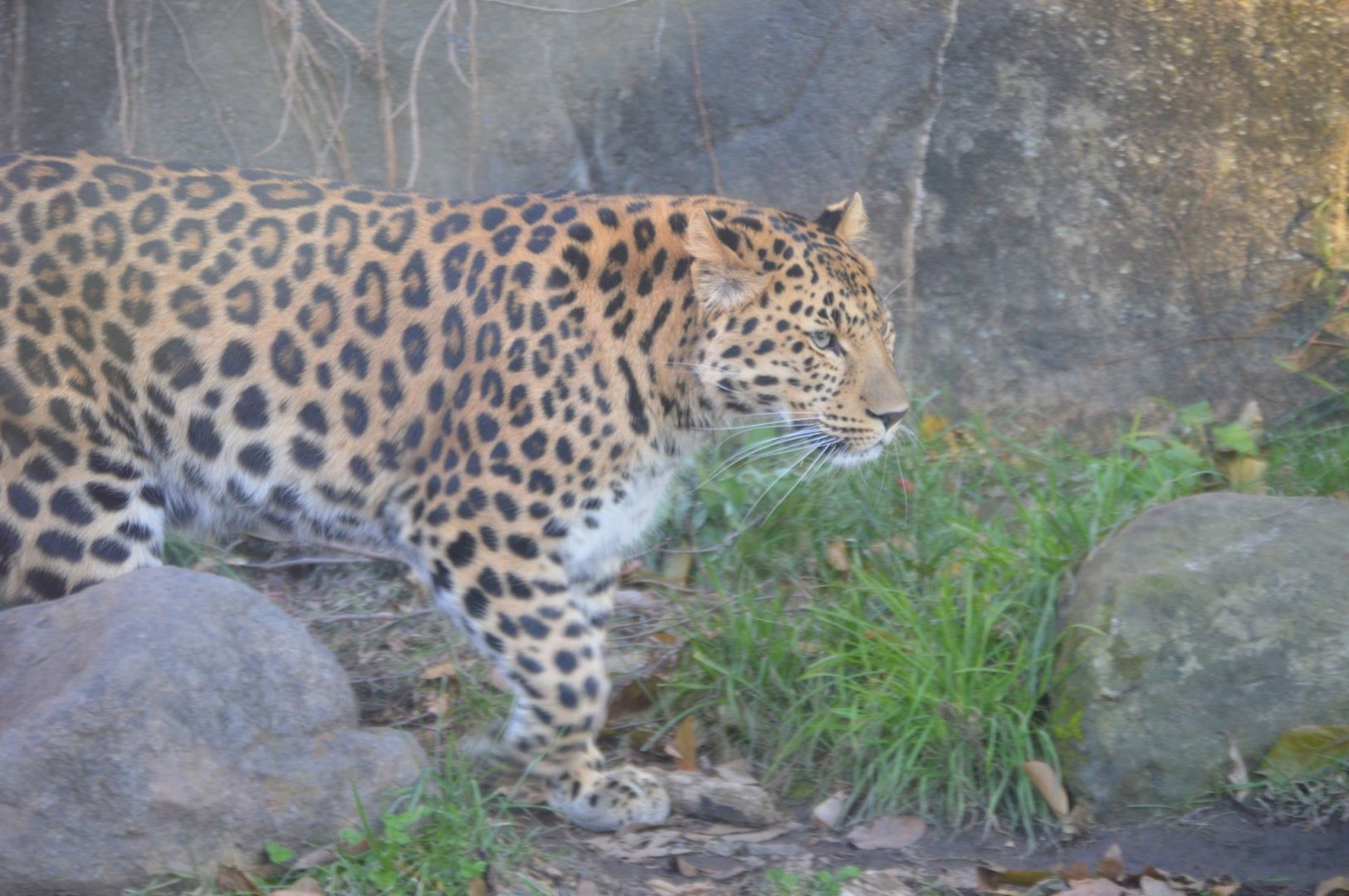 Panthera pardus orientalis