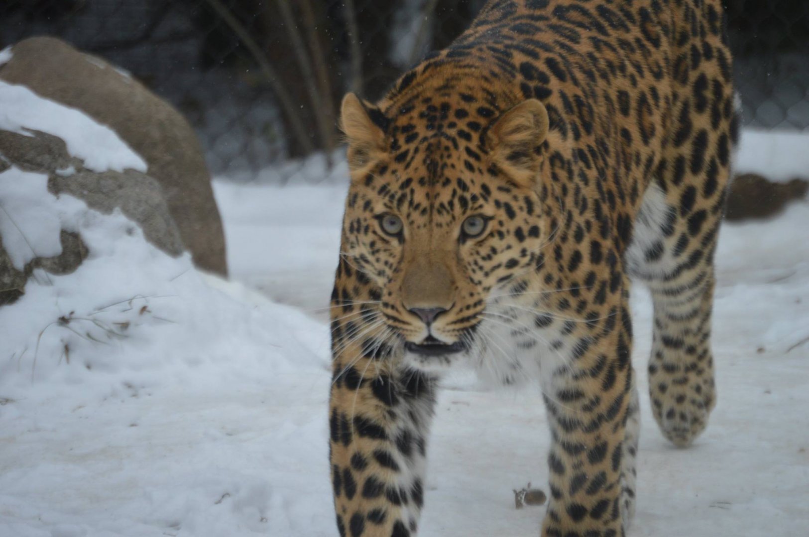 Panthera pardus orientalis