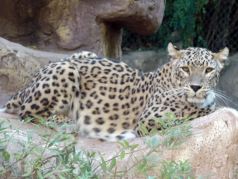Panthera pardus saxicolor / Iranian leopard (female)