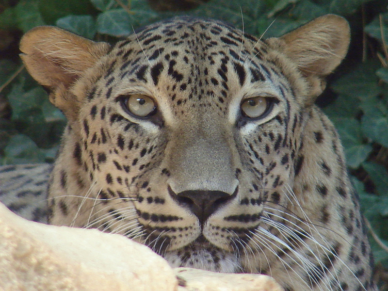 Panthera pardus saxicolor / Iranian leopard (male)