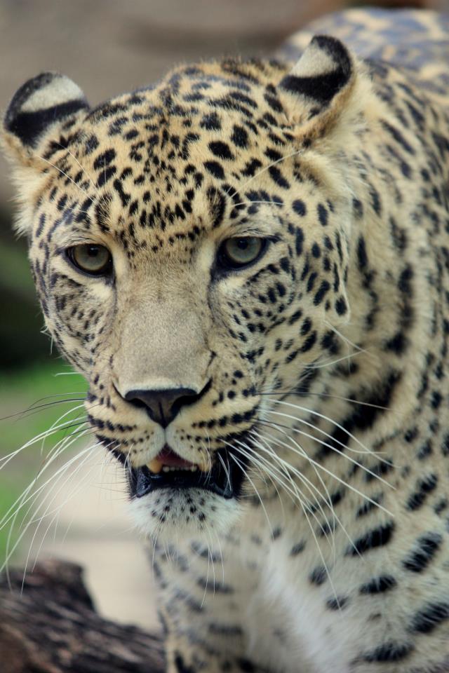 Panthera pardus saxicolor