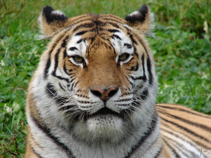 Panthera tigris altaica / Amur tiger (female Astra)