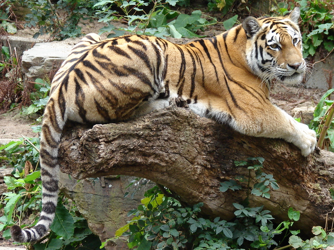 Panthera tigris altaica / Amur tiger (female)