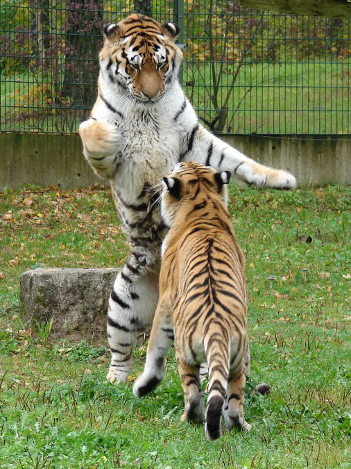 Panthera tigris altaica / Amur tiger (male Mirgis and female Astra)