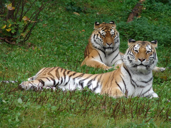 Panthera tigris altaica / Amur tiger (male Mirgis and female Astra)
