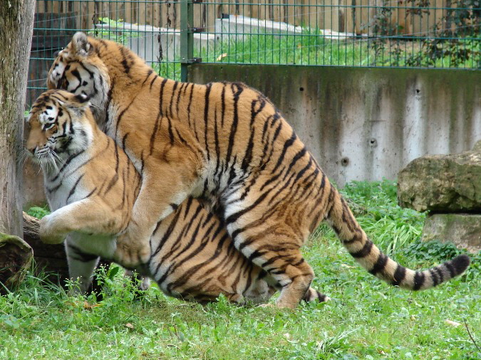 Panthera tigris altaica / Amur tiger (male Mirgis and female Astra)