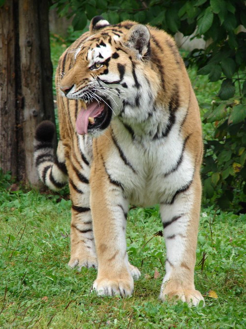 Panthera tigris altaica / Amur tiger (male Mirgis)