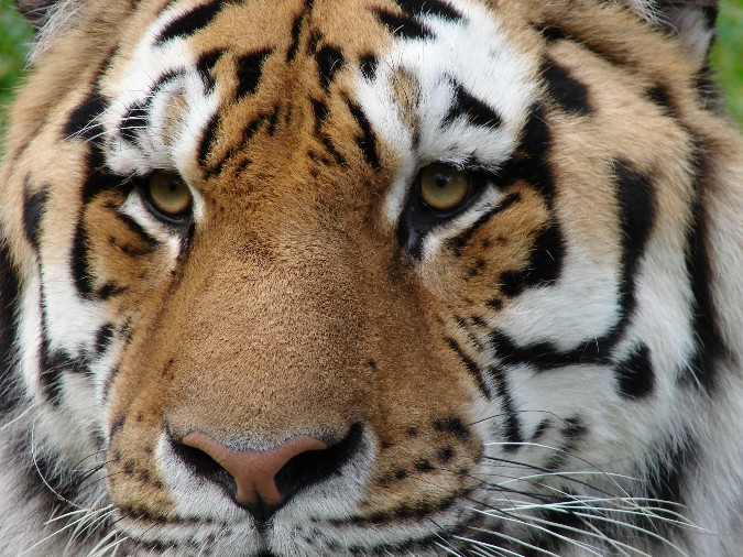 Panthera tigris altaica / Amur tiger (male Mirgis)