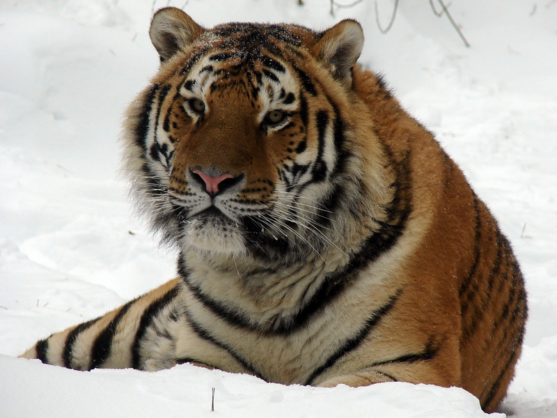 Panthera tigris altaica / Amur tiger (male Vasya), Riga Zoo 11-12-2010.