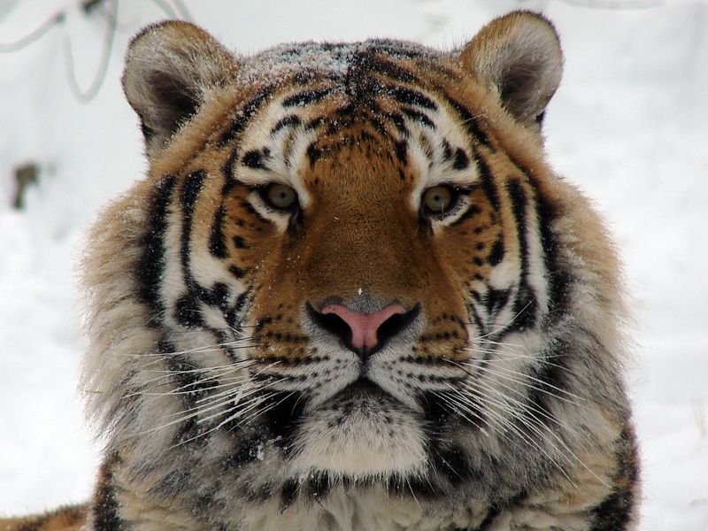 Panthera tigris altaica / Amur tiger (male Vasya), Riga Zoo 11-12-2010.