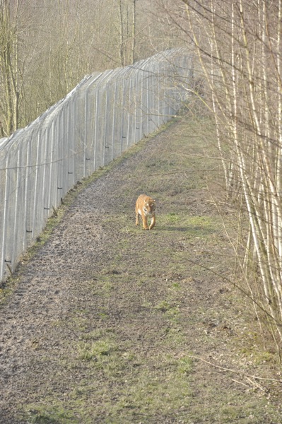Panthera tigris altaica enclosure