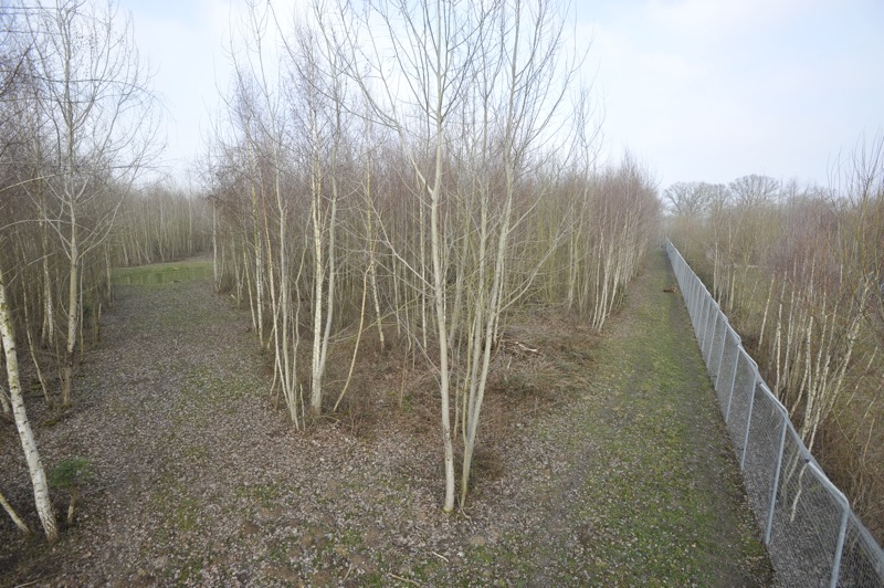 Panthera tigris altaica enclosure