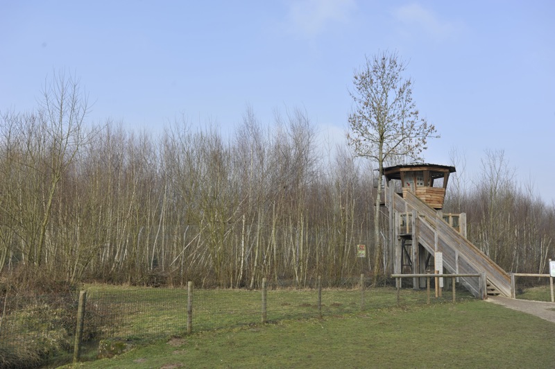 Panthera tigris altaica enclosure