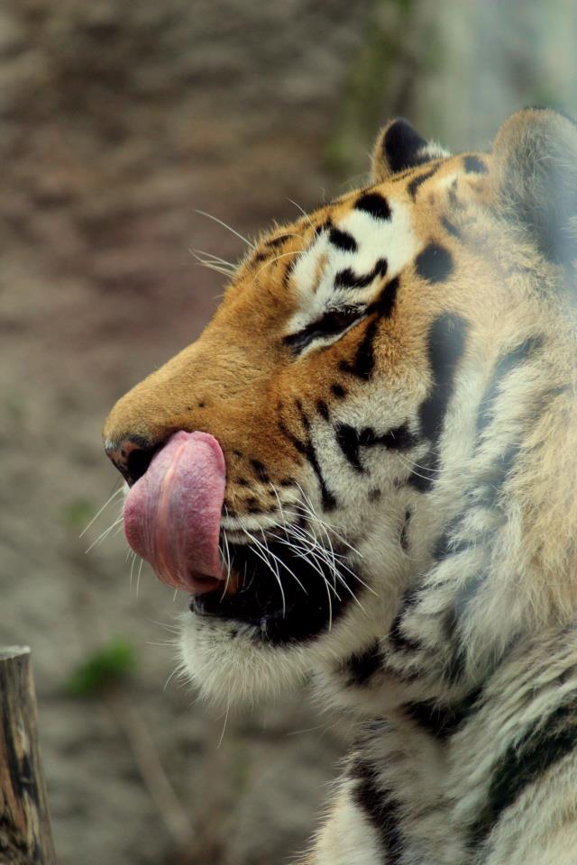 Panthera tigris altaica