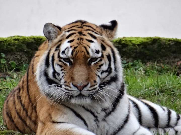 Panthera tigris altaica