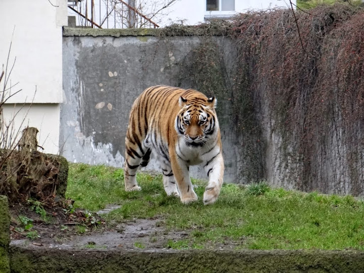 Panthera tigris altaica