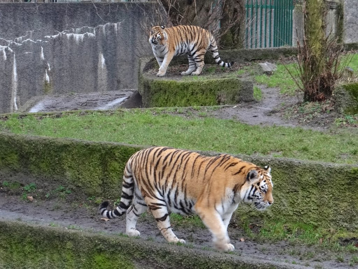 Panthera tigris altaica