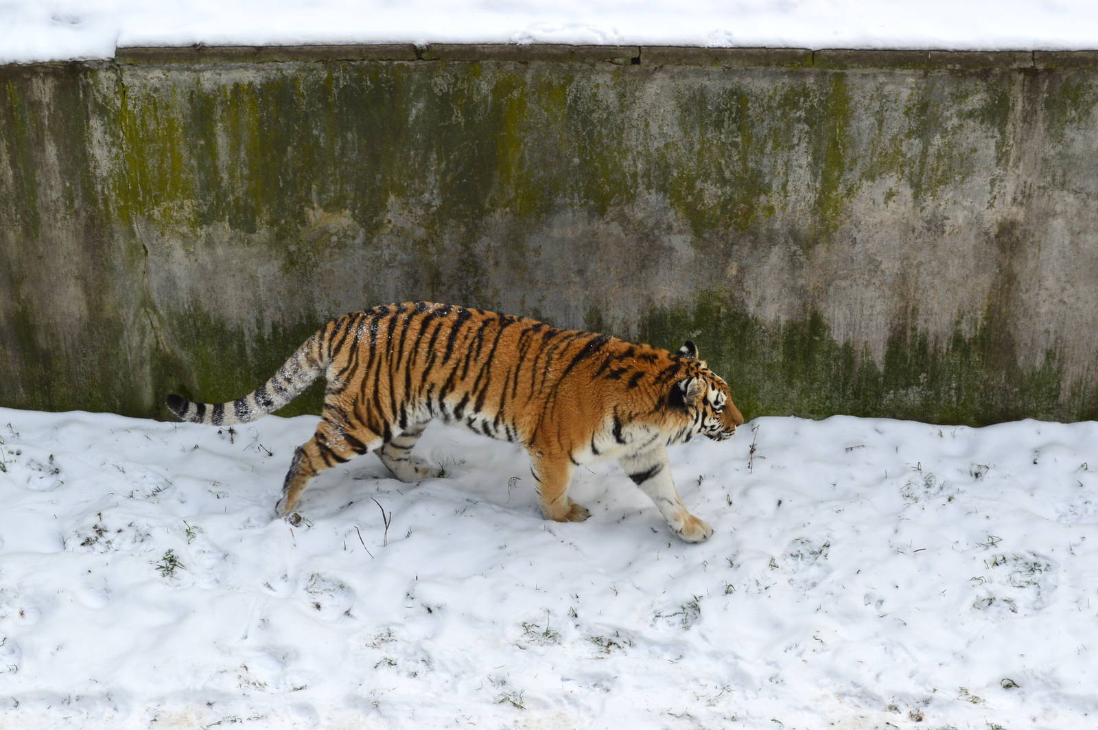 Panthera tigris altaica