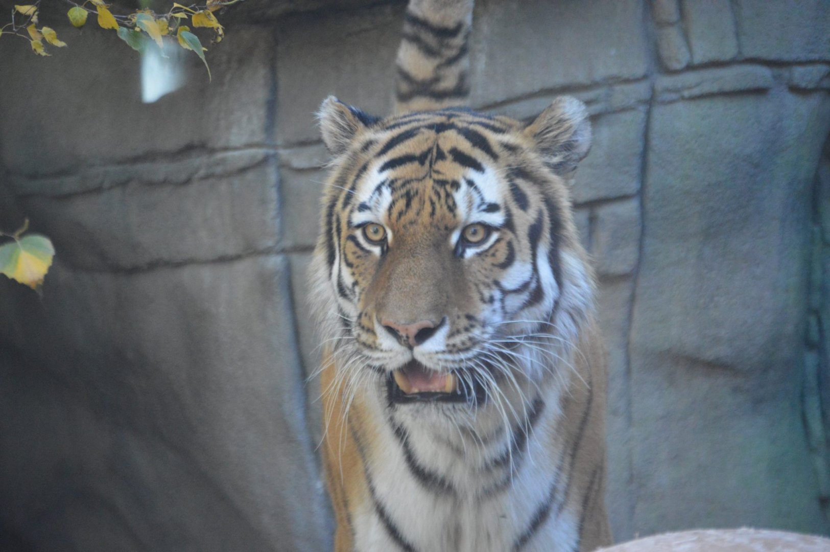 Panthera tigris altaica