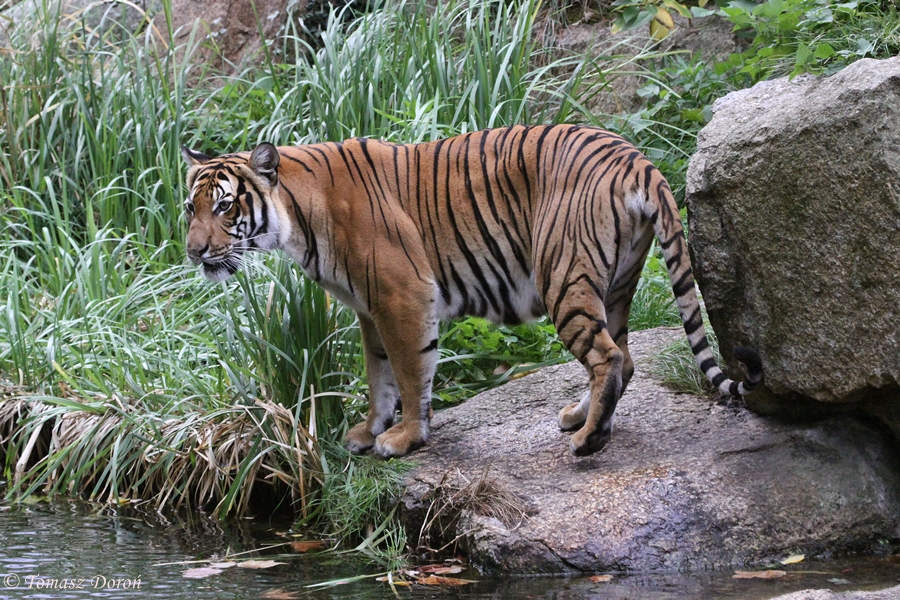 Panthera tigris jacksoni
