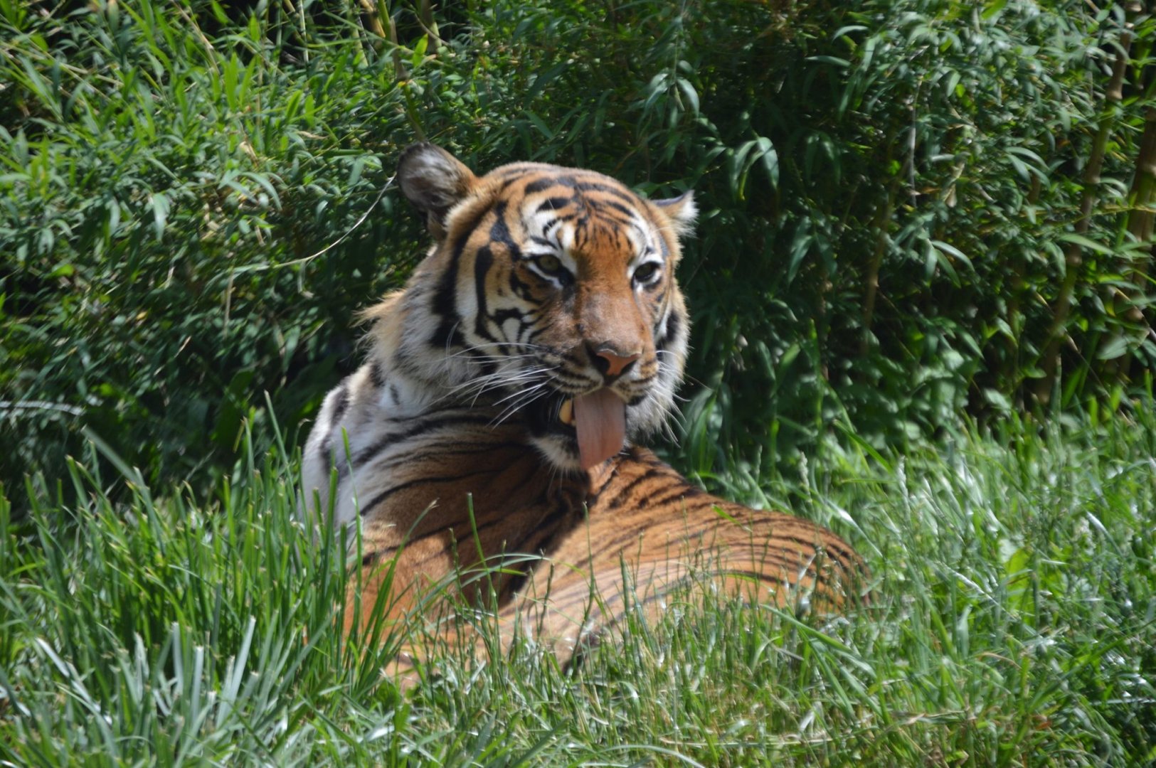 Panthera tigris jacksoni