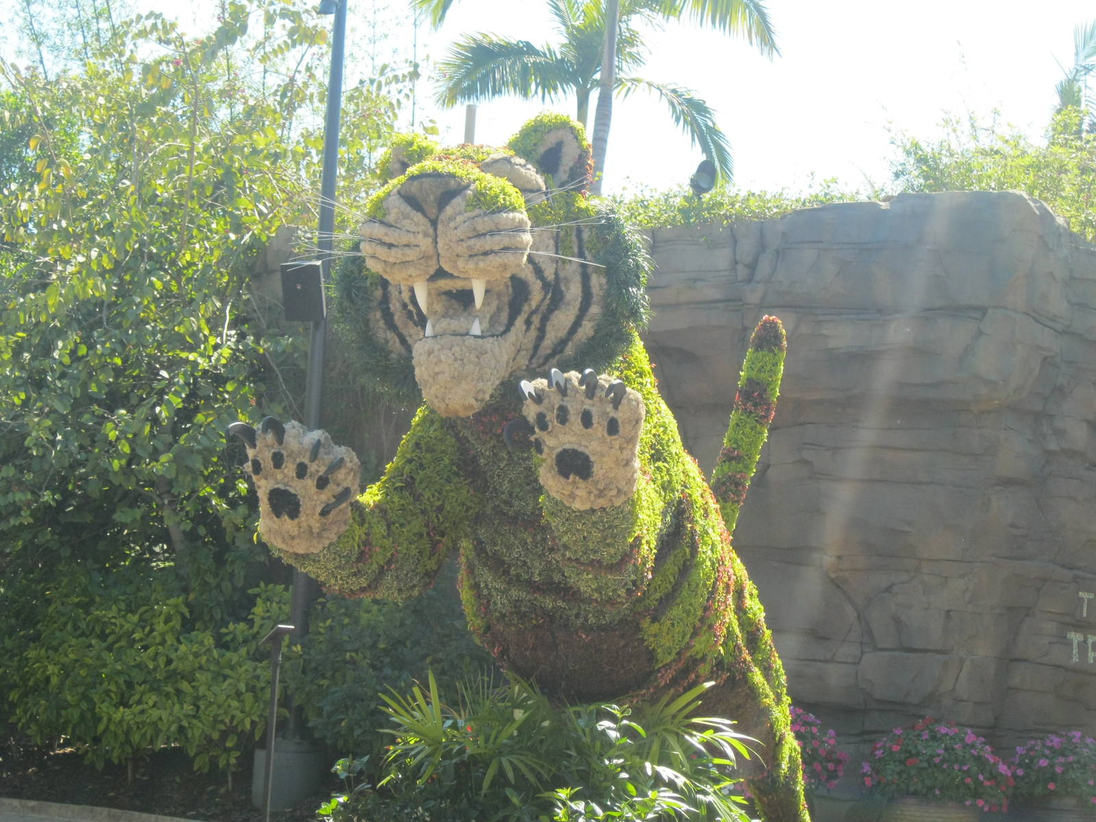 Panthera tigris plantus