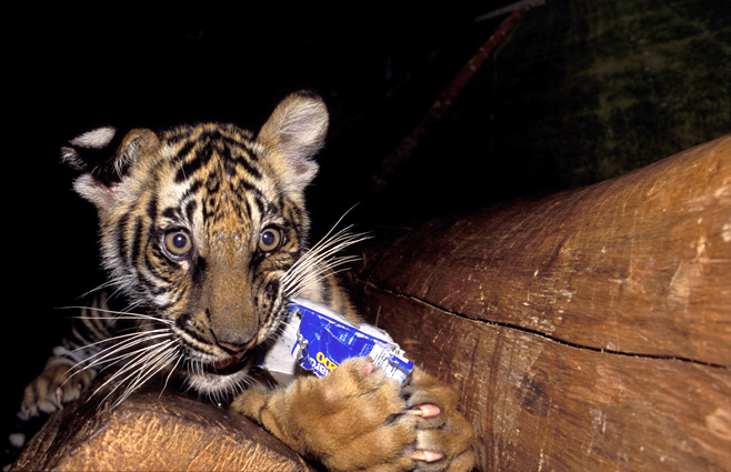 Panthera tigris - Si Racha Tiger Zoo
