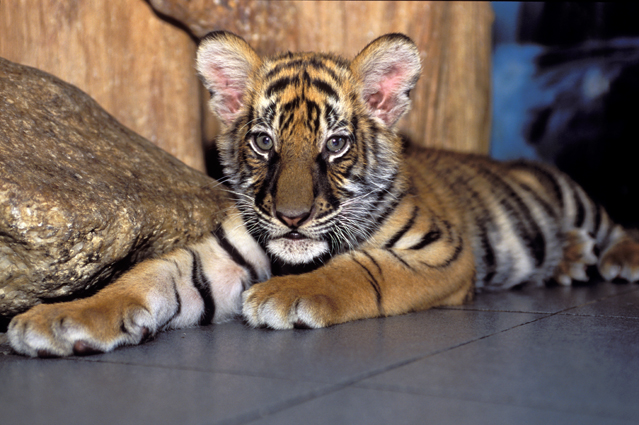 Panthera tigris - Si Racha Tiger Zoo