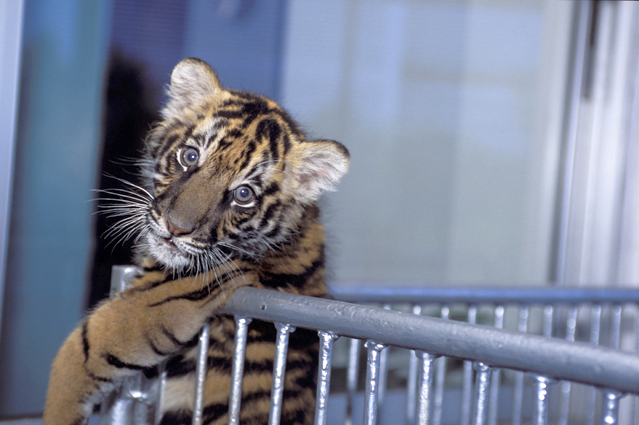 Panthera tigris - Si Racha Tiger Zoo