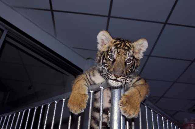 Panthera tigris - Si Racha Tiger Zoo