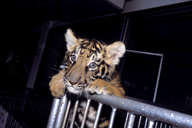Panthera tigris - Si Racha Tiger Zoo