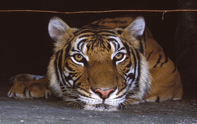 Panthera tigris - Si Racha Tiger Zoo