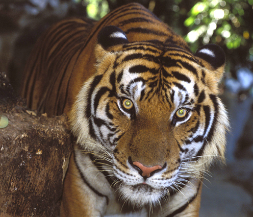Panthera tigris - Si Racha Tiger Zoo