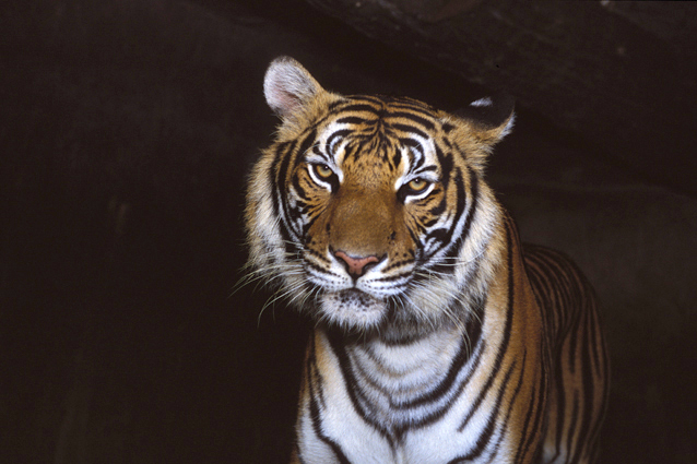 Panthera tigris - Si Racha Tiger Zoo
