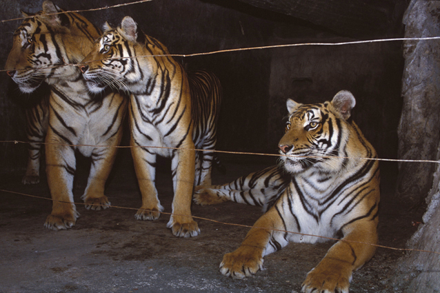 Panthera tigris - Si Racha Tiger Zoo