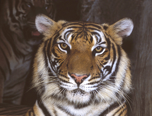Panthera tigris - Si Racha Tiger Zoo