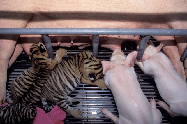 Panthera tigris - Si Racha Tiger Zoo