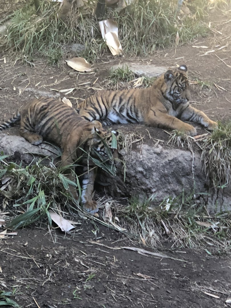 Panthera tigris sondaica (Sumatran Tiger) cubs