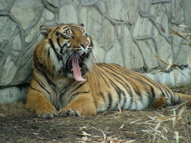 Panthera tigris sumatrae