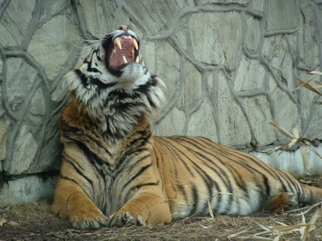 Panthera tigris sumatrae