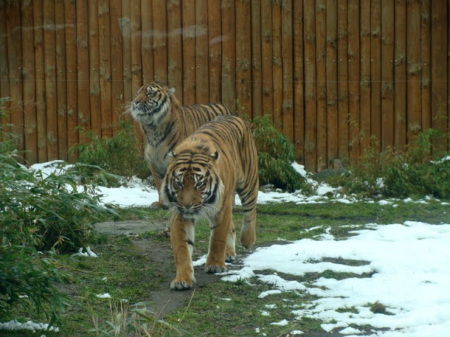 Panthera tigris sumatrae