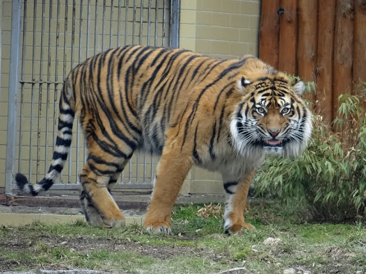 Panthera tigris sumatrae