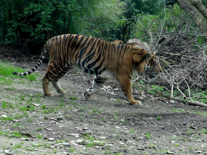 Panthera tigris sumatrae